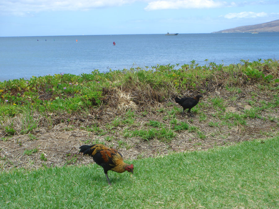 Bill's 2010 Maui Vacation