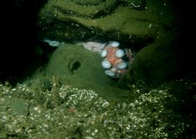 Giant Pacific Octopus