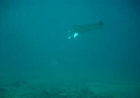 Manta Ray