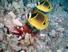 Raccoon Butterfly Fish