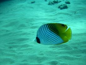 Threadfin Butterfly Fish