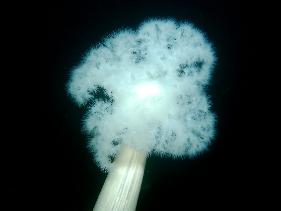 Plumose Anemone