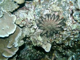 Crown of Thorns Starfish