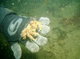 Decorator Crab