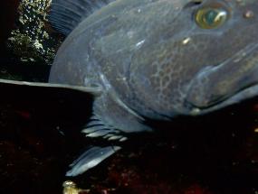 Irritated Ling Cod