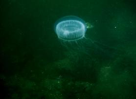 Moon Jelly