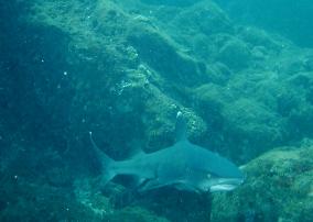 Annoyed Whitetip Reef Shark
